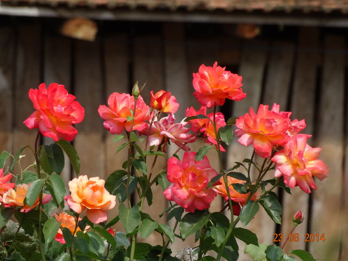 DSC07319