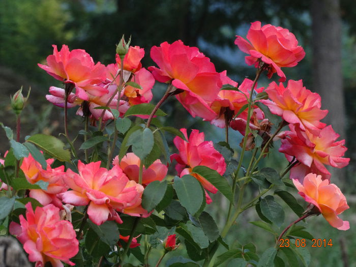 DSC07344