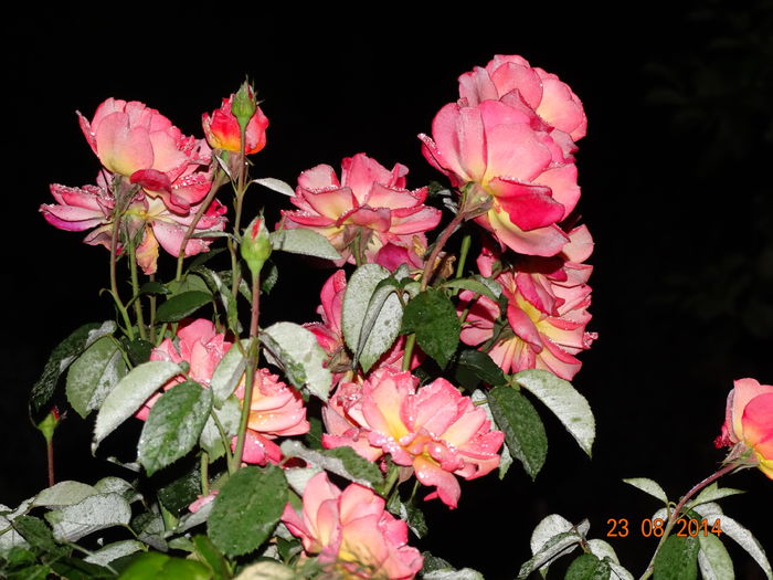 DSC07397