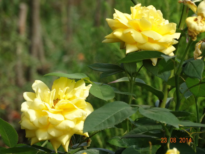 DSC07331