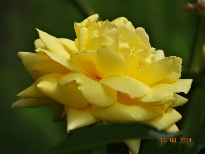 DSC07332