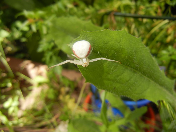 White Crab Spider (2014, June 14) - SPIDER_Paianjen