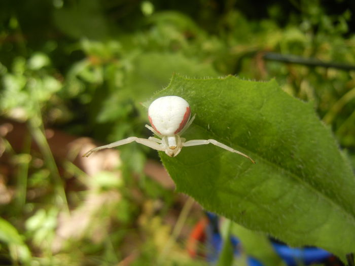 White Crab Spider (2014, June 14) - SPIDER_Paianjen