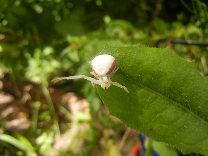White Crab Spider (2014, June 14) - SPIDER_Paianjen