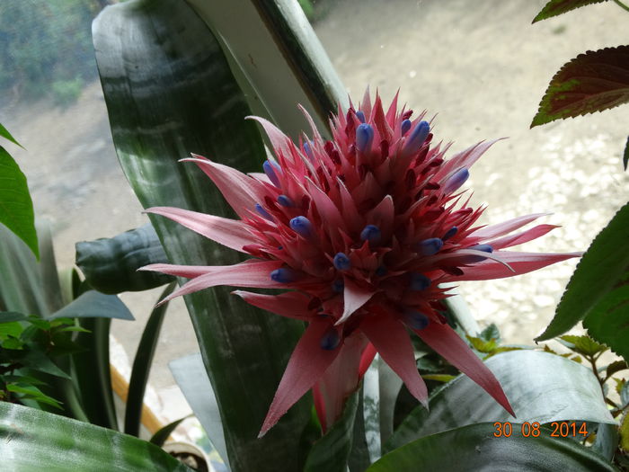 DSC07473 - Aechmea in 2014