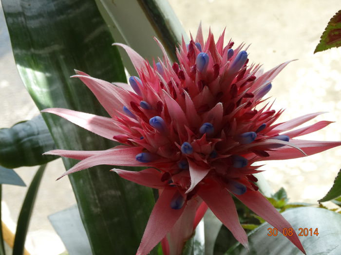 DSC07474 - Aechmea in 2014