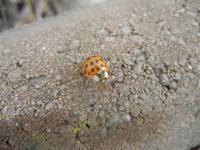 Orange Lady Beetle (2014, Feb.17)