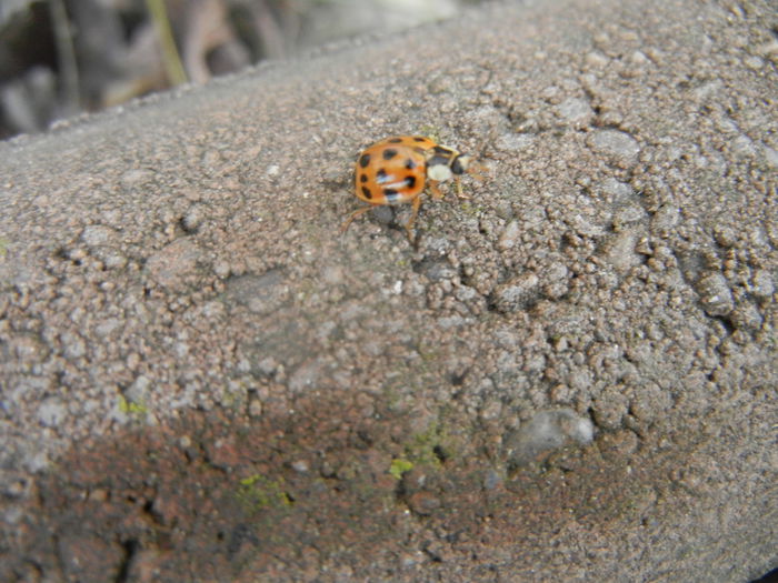 Orange Lady Beetle (2014, Feb.17)