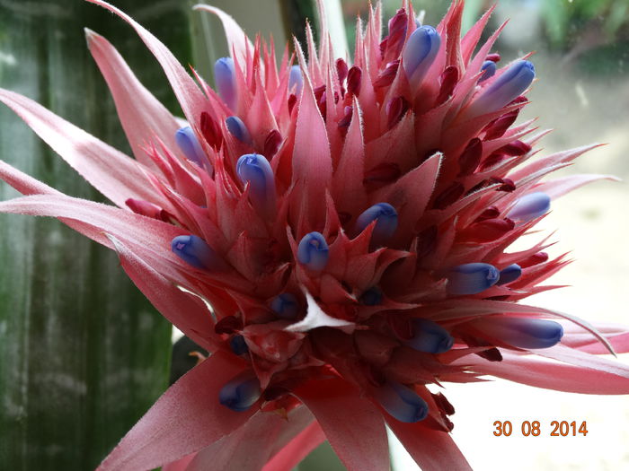 DSC07471 - Aechmea in 2014