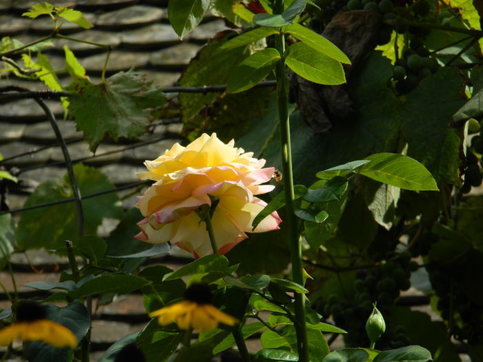 DSCN7826 - AUGUST_2_2014