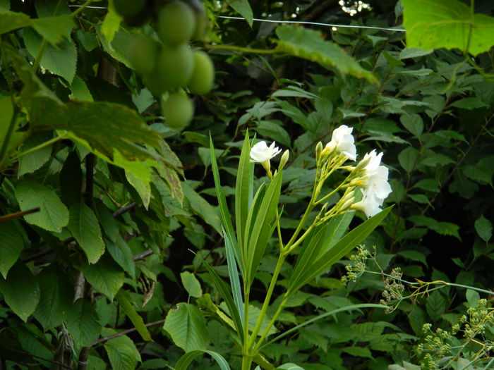 DSCN7836 - AUGUST_2_2014