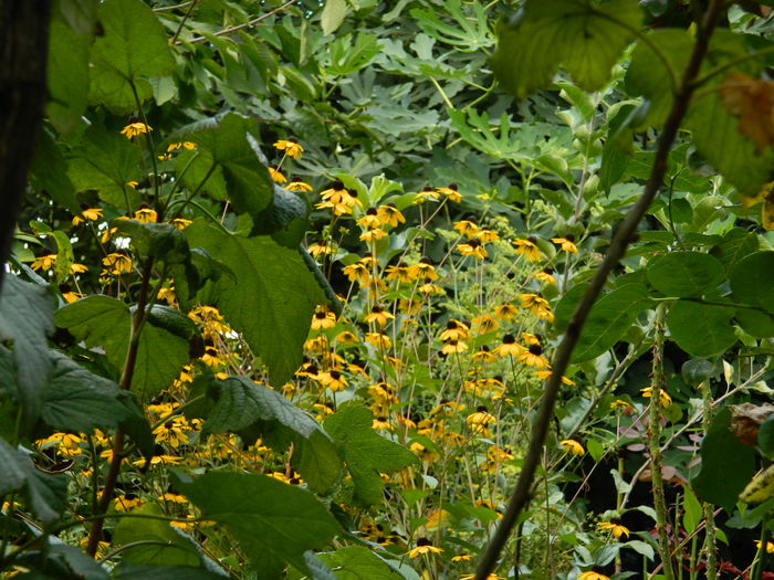 DSCN7839 - AUGUST_2_2014