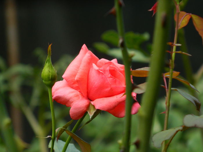 DSCN7841 - AUGUST_2_2014