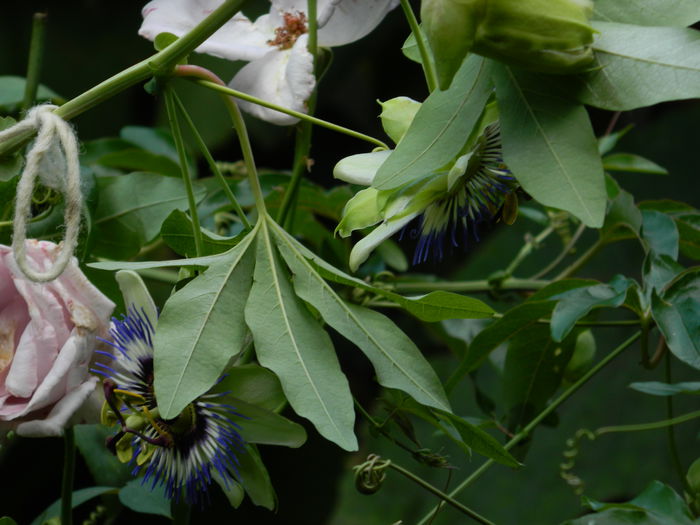 DSCN7843 - AUGUST_2_2014