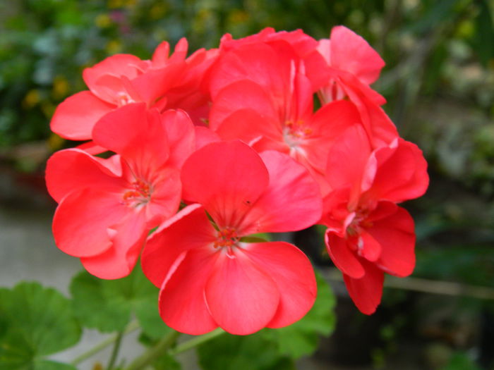 DSCN7845 - AUGUST_2_2014