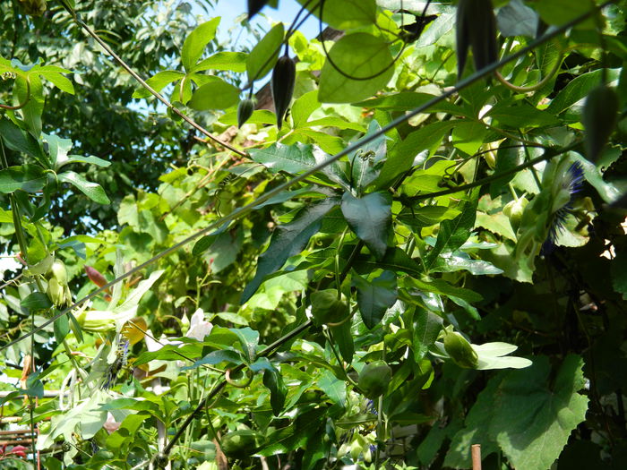 DSCN7860 - AUGUST_2_2014