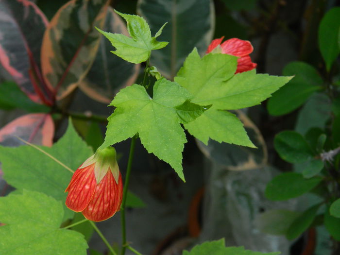 DSCN7862 - AUGUST_2_2014