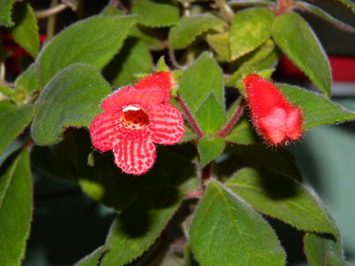 DSCN7870 - AUGUST_2_2014