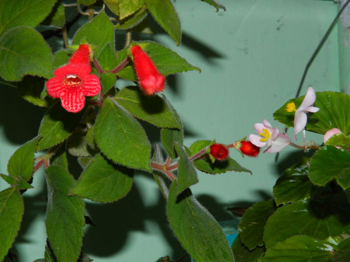 DSCN7871 - AUGUST_2_2014