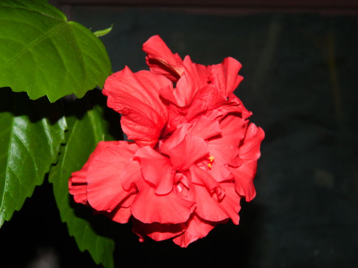 DSCN7880 - AUGUST_2_2014