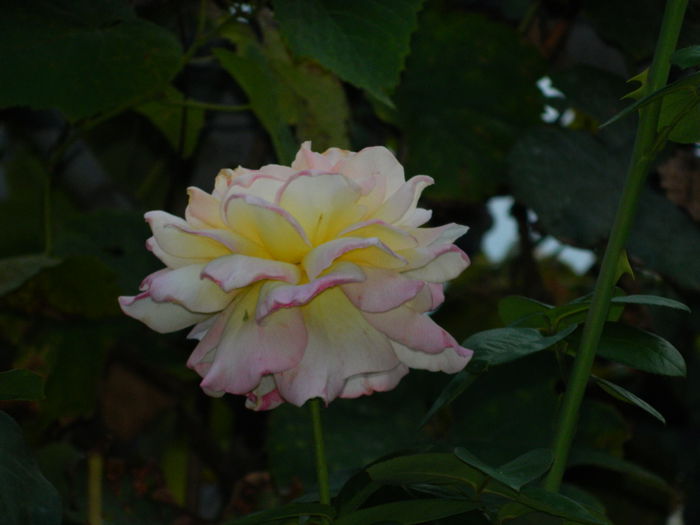 DSCN7886 - AUGUST_2_2014