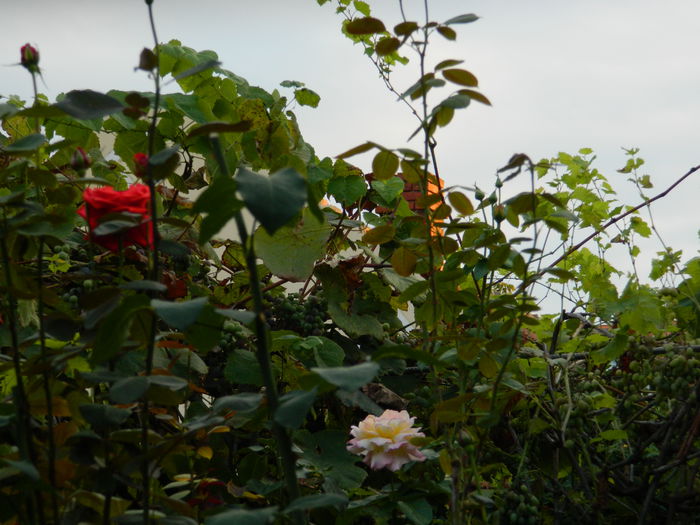 DSCN7887 - AUGUST_2_2014