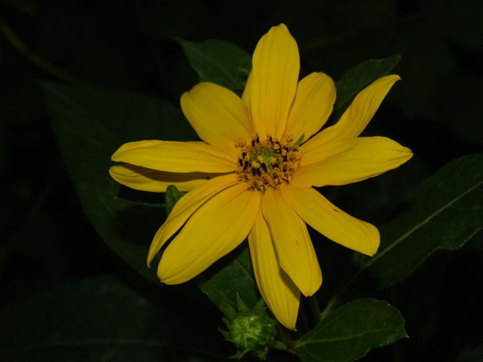 DSCN7902 - AUGUST_2_2014