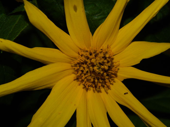 DSCN7905 - AUGUST_2_2014