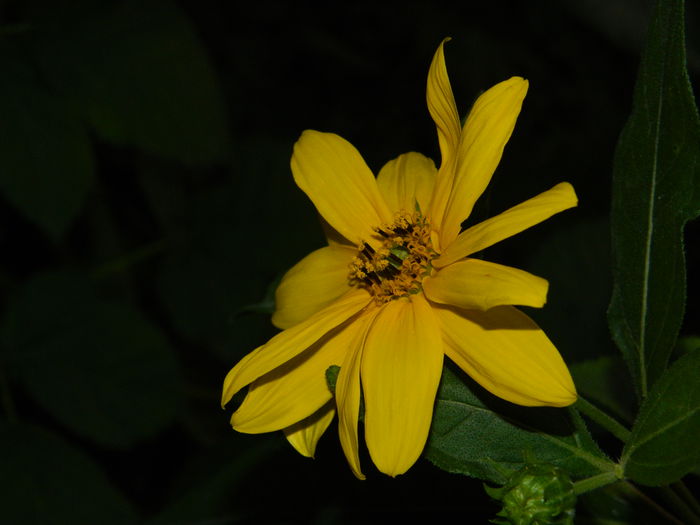 DSCN7906 - AUGUST_2_2014