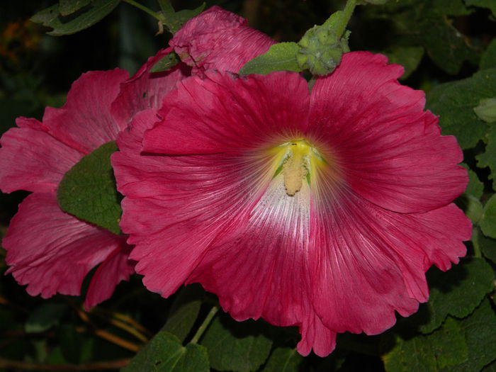 DSCN7908 - AUGUST_2_2014