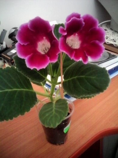 bordo
