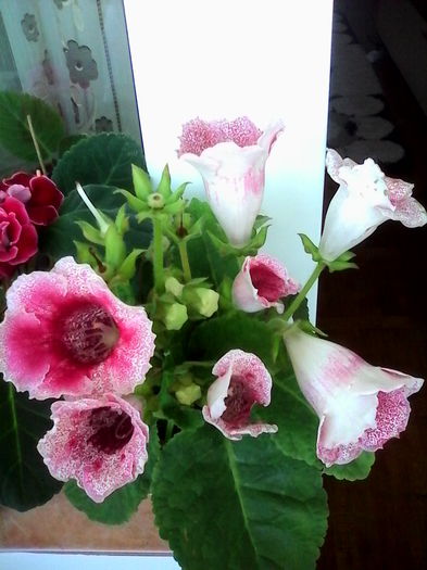 achizitie noua, tigrina red