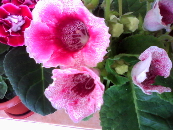 tigrina red