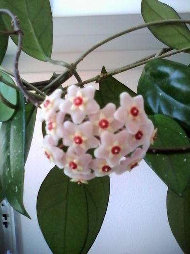 hoya