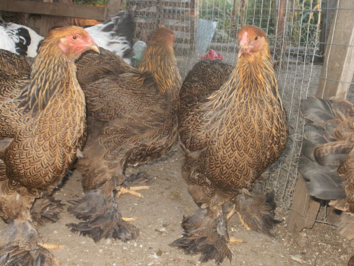 P8291003 - Puicute brahma potarnichiu tineret 2014