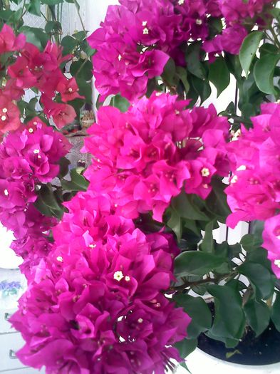 Pic_0808_973 - BOUGAINVILLEA un nou inceput - continuarea pasiunii - 2014-2015-2017