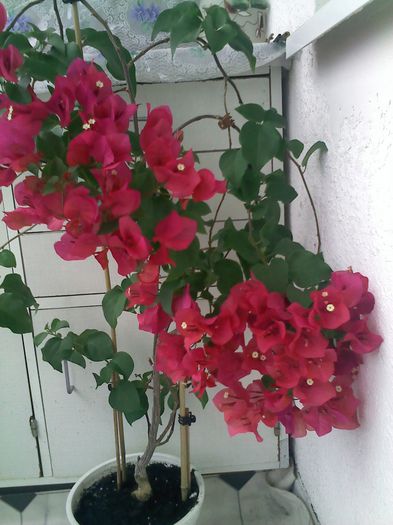 Pic_0807_948 - BOUGAINVILLEA un nou inceput - continuarea pasiunii - 2014-2015-2017