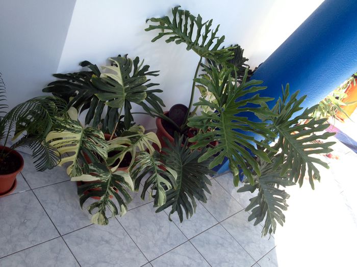 Monstera mai creață alta specie decat deliciosa Philodendron. Are careva asa ceva?; dau la schimb pentru aceste monstera, daca aveti asa ceva. eu am alte specii de philodendron, si vreau si de acestea din poza pe care le am vazut si pozat la o sala olimpica.
