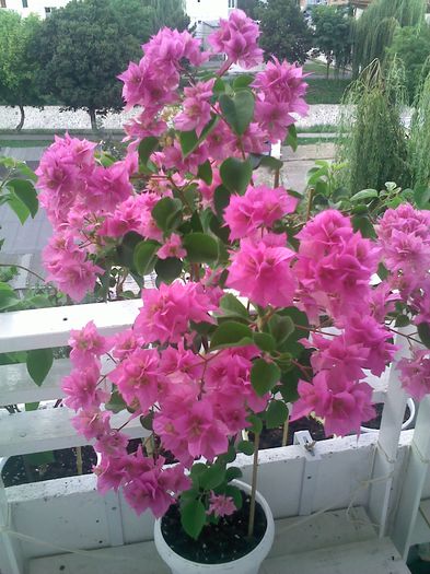 Pic_0816_184 - BOUGAINVILLEA un nou inceput - continuarea pasiunii - 2014-2015-2017