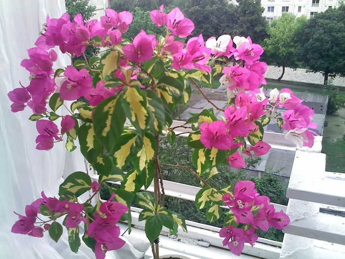 Pic_0824_367 - BOUGAINVILLEA un nou inceput - continuarea pasiunii - 2014-2015-2017