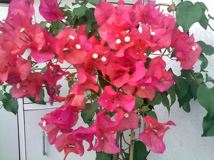 Pic_0824_380 - BOUGAINVILLEA un nou inceput - continuarea pasiunii - 2014-2015-2017