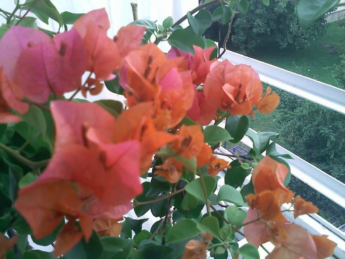 Pic_0824_385 - BOUGAINVILLEA un nou inceput - continuarea pasiunii - 2014-2015-2017