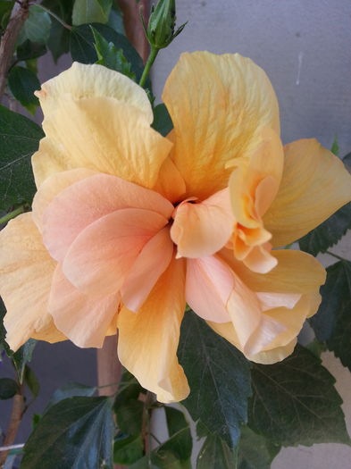 20140830_152949 - Hibiscus