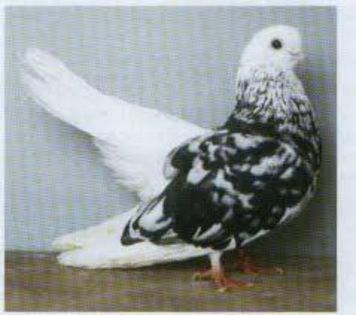 imagesDXUNSLOD - Pasari deosebite