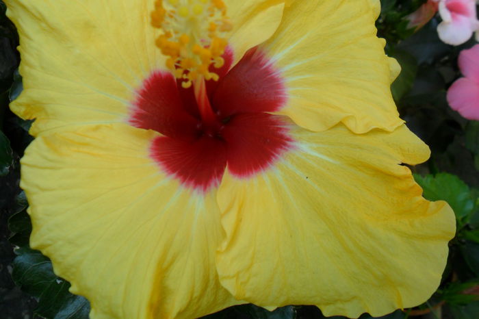 Picture 131 - boreas yelow