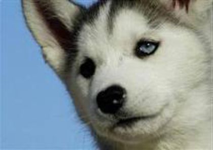 images - husky