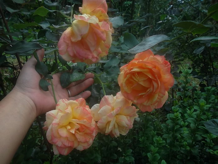 marvelle - trandafiri 2014