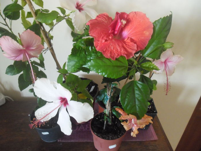 013 - Hibiscus 2014-1