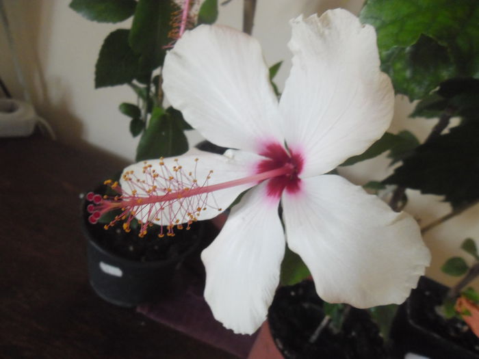 007 - Hibiscus 2014-1