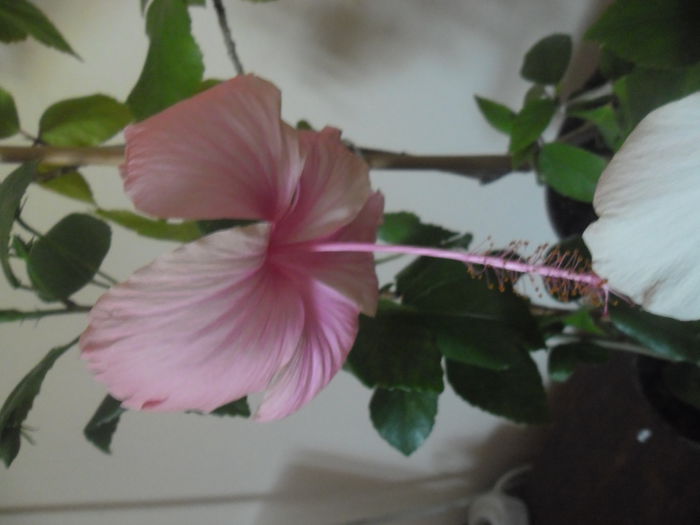 005 - Hibiscus 2014-1